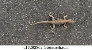 Lava lizard, Puerto Egas, Santiago Island, Galapagos Islands, Ecuador