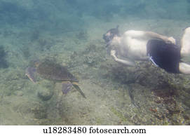 Man snorkeling underwater, Puerto Egas, Santiago Island, Galapagos Islands, Ecuador