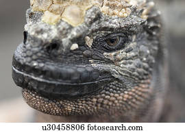 Marine iguana (Amblyrhynchus cristatus), Puerto Egas, Santiago Island, Galapagos Islands, Ecuador