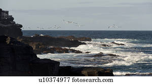 Nazca booby (Sula granti), Punta Suarez, Espanola Island, Hood Island, Galapagos Islands, Ecuador
