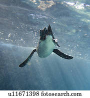 Penguin swimming underwater, Puerto Egas, Santiago Island, Galapagos Islands, Ecuador