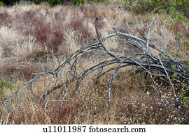 Puerto Egas, Santiago Island, Galapagos Islands, Ecuador