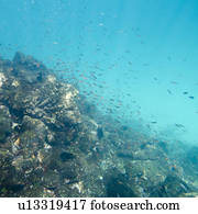 School of fish swimming underwater, Puerto Egas, Santiago Island, Galapagos Islands, Ecuador