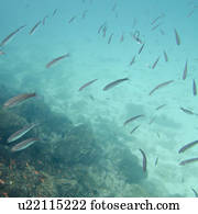 School of fish swimming underwater, Puerto Egas, Santiago Island, Galapagos Islands, Ecuador