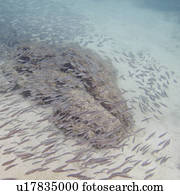 School of fish swimming underwater, Puerto Egas, Santiago Island, Galapagos Islands, Ecuador