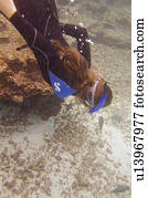 Scuba diver swimming underwater, Puerto Egas, Santiago Island, Galapagos Islands, Ecuador