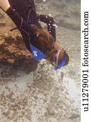 Woman scuba diving underwater, Puerto Egas, Santiago Island, Galapagos Islands, Ecuador
