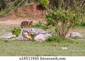 Dik Diks Stock Photos and Images photo image