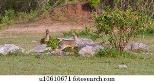 Dik Diks Stock Photos and Images picture