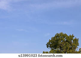 Clear Sky and Treetops