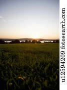 sundown, por, um, lago