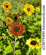 High angle view of flowers