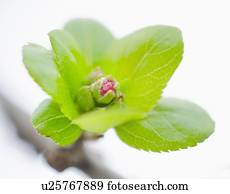 cima, de, broto flor, e, verde sai