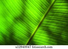 Palm leaf