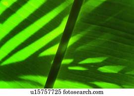 Palm leaf