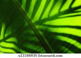 Palm leaf