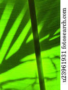 Palm leaf