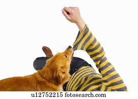 Dog biting womans sleeve