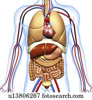 Computer artwork of the human anatomy seen from front. depicted are: Digestive system: Liver, falciform ligament, gallbladder, stomach, pancreas, appendix, intestine, colon, rectum. Cardiovascular Circulatory System: Heart, veins & arteries. Respiratory S