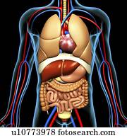 Computer artwork of the human anatomy seen from front. depicted are: Digestive system: Liver, falciform ligament, gallbladder, stomach, pancreas, appendix, intestine, colon, rectum. Cardiovascular Circulatory System: Heart, veins & arteries. Respiratory S