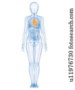 coração saudável, computador, artwork.