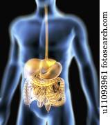 digestivo, system., computador, artwork, de, um, macho, torso, e, a, digestivo, system.