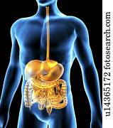 digestivo, system., computador, artwork, de, um, macho, torso, e, a, digestivo, system.