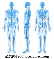 macho, esqueleto, computador, artwork.