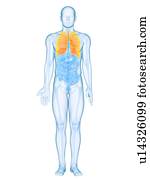 saudável, pulmões, computador, artwork.