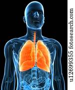 saudável, pulmões, computador, artwork.