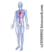 sistema cardiovascular, computador, artwork.