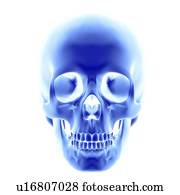 Skull., computador, artwork, de, um, opaco, vista, de, um, human, skull., um, adulto, cranio, é, normalmente, composto, de, 22, ossos, e, lata, ser, subdividido, em, dois, parts:, a, crânio, e, a, mandíbula, (lower, mandíbula, bone)., a, ossos, de, a, crânio, é, unido, por, suturas, para, forma