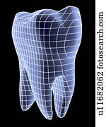 Tooth, computer artwork of a molar tooth rendered in wireframe graphics style.