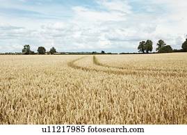 Paths carved in field of tall wheat