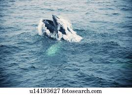 Whale in Atlantic Ocean