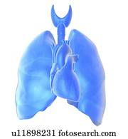 coração, e, pulmões