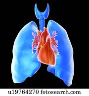 coração, e, pulmões