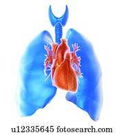 coração, e, pulmões