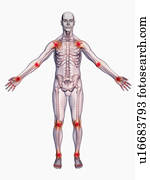 digitalmente gerado, figura masculina, mostrando, partes corpo