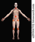 digitalmente gerado, figura masculina, mostrando, partes corpo