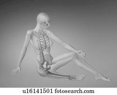 figura feminina, com, esqueleto, e, partes corpo, visível