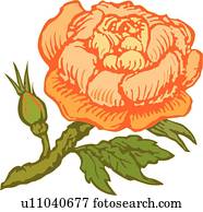 flor alaranjada, e, broto