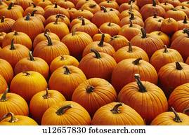 Pumpkins, full frame