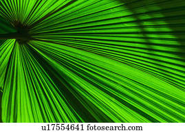 Close-up of palm leaf