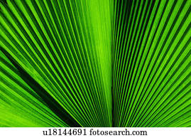 Close-up of palm leaf