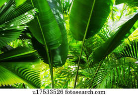 tropicais, foliage
