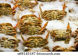Crabs on display at fish market
