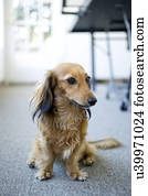 かわいい 犬 床の上に座る Albiano D Ivrea イタリア ピクチャー U Fotosearch