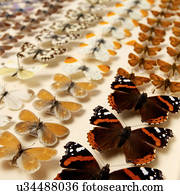 cobrança, de, borboletas