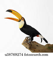 Toco Toucan on tree stump